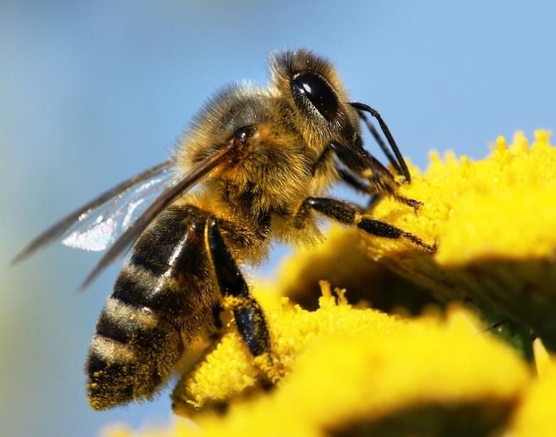 stingless-bee-honey-from-nagaland-found-rich-in-antioxidants-offering-health-and-livelihood-potential-ustm-research