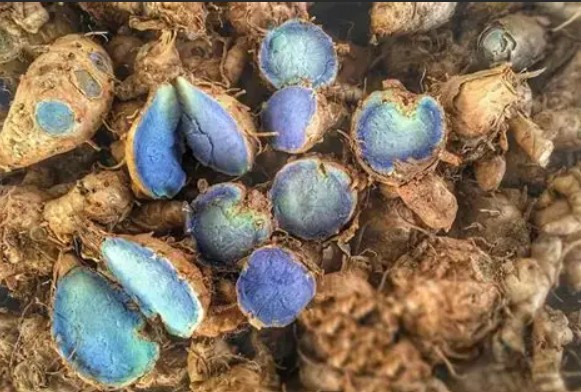 breakthrough-skincare-innovation-from-ustm-patent-published-for-black-turmeric-based-cream