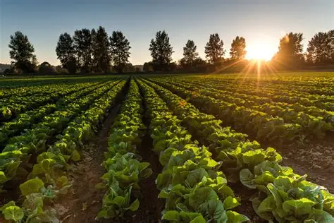 icar-ug-counselling-2025-for-agricultural-admissions